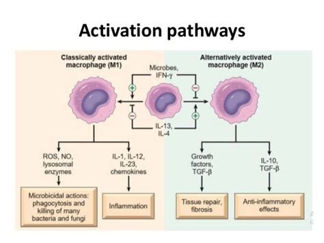 Macrophages Types