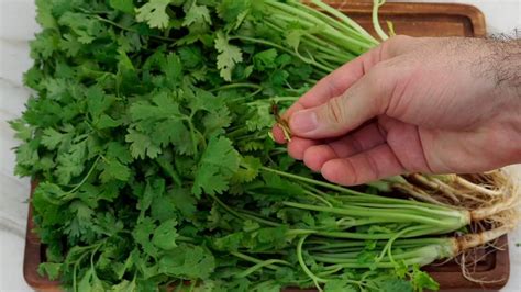 As Puedes Conservar El Cilantro Fresco Por Mucho Tiempo Youtube