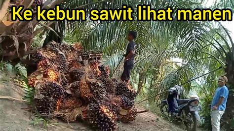 Ke Kebun Sawit Lihat Manen Manen Di Lubuk Bendahara Youtube