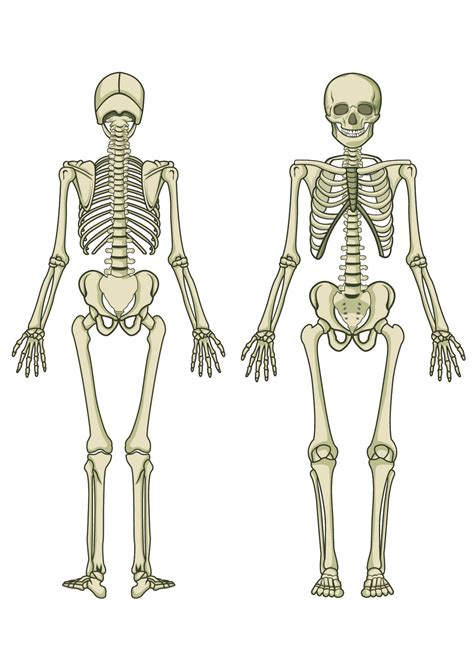 Skeleton Diagram Printable Pictures: Human Skeleton Diagram Blank, - Human Anatomy Diagram ...