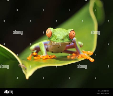 Dschungel Frosch Des Tierdschungels Fotos Und Bildmaterial In Hoher