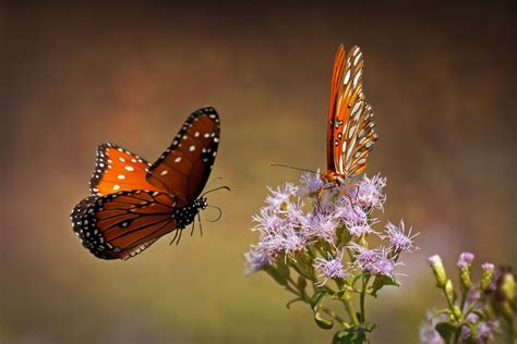 Imágene Experience Las Mariposas Más Hermosas Del Mundo Iii 27 Fotos