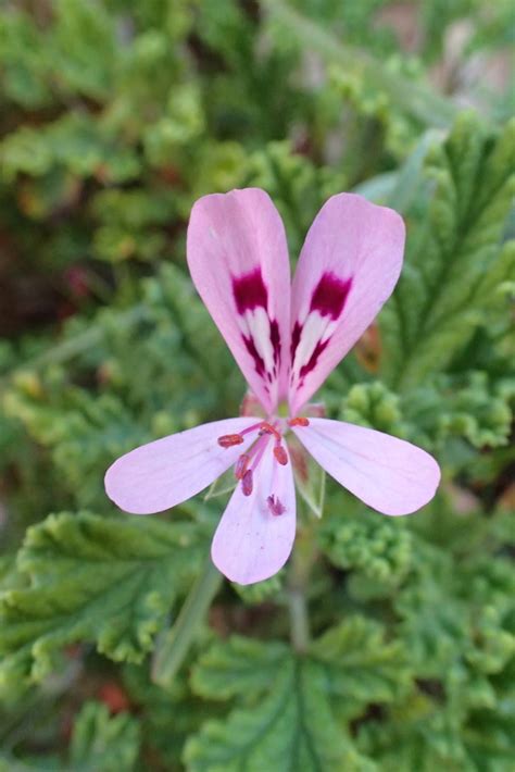 Oak Leaved Geranium From Western District South Africa On April