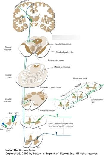 6 Spinothalamic Anterolateral Pathway Diagram Quizlet