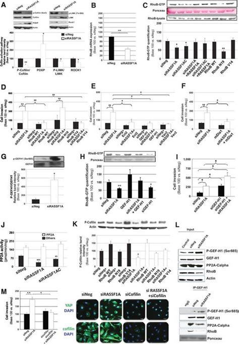 Rassf1a Suppresses The Invasion And Metastatic Potential Of Human Non