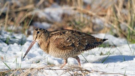 Вальдшнеп (Scolopax rusticola)