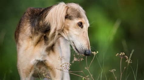 Saluki Ou L Vrier Persan Caract Re Ducation Sant