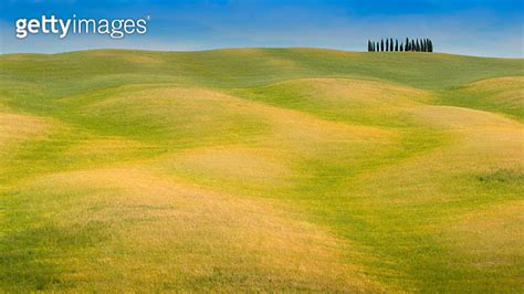 Tuscany Landscape At Sunrise Trees Rolling Hills And Meadows