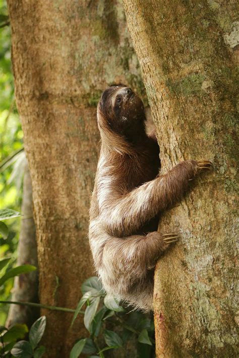 Sloth Animal Photos, Download The BEST Free Sloth Animal Stock Photos ...