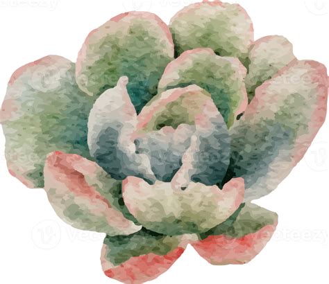 Free Acuarela Cactus Suculento Y Orqu Dea Flor Elementos Clipart