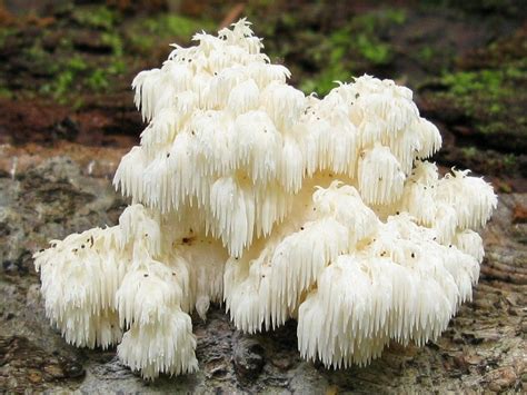 Ежовик коралловидный – Hericium coralloides (Scop.) Pers. « Красная ...