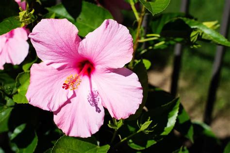 Braided Hibiscus Tree Seminole Pink Wholesale K And M Nursery