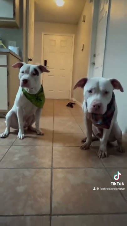 grow   fast dogbreed pitbull puppies  youtube