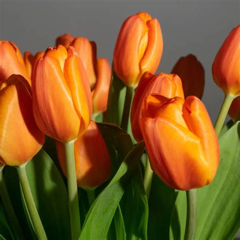 Orange Tulip Flowers: Symbolic Meaning