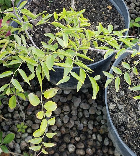 Купить унаби (ziziphus) h 0,60-0,70м, с7 саженец с доставкой в Ростове ...