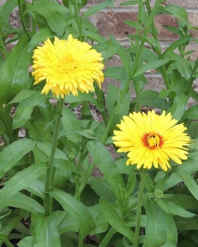 How to Grow Calendula Flowers. Growing Annual Calendula Flower Plants.