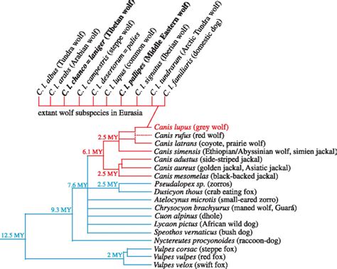 Schematic tree of canid phylogeny. Divergence times, shown in millions ...