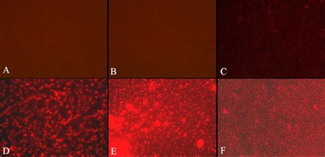 In Situ Imaging Of L929 Cells A And D Mcf 7adr Tumor Cells B And Download Scientific