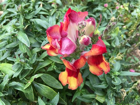 Food Diversity and Why it is Important