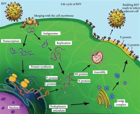 Respiratory Syncytial Virus | Concise Medical Knowledge