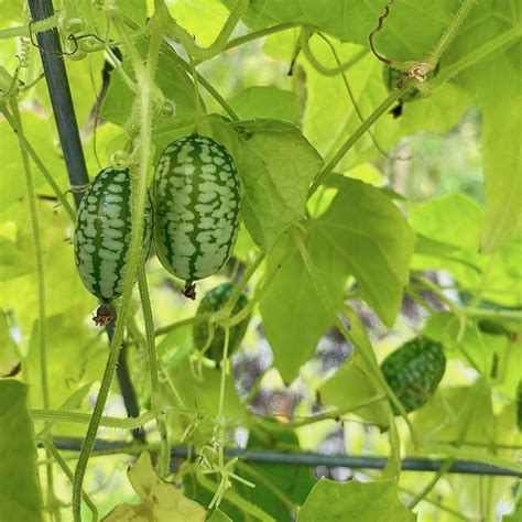 Cucamelon