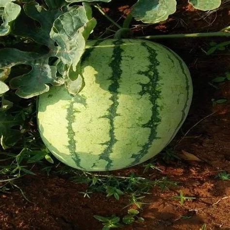 Taruni F1 Hybrid Watermelon Seeds Packaging Type Poly Puch Packing