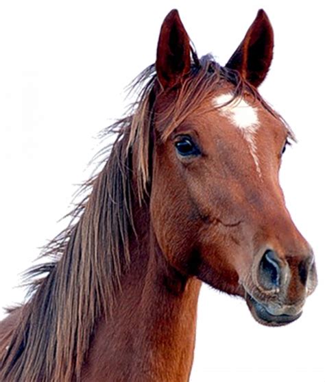 Horse Head Png Image Hd Png All