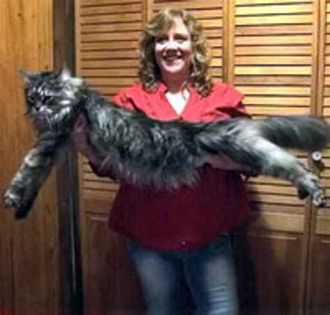 Stewie The Worlds Longest Cat Love Meow