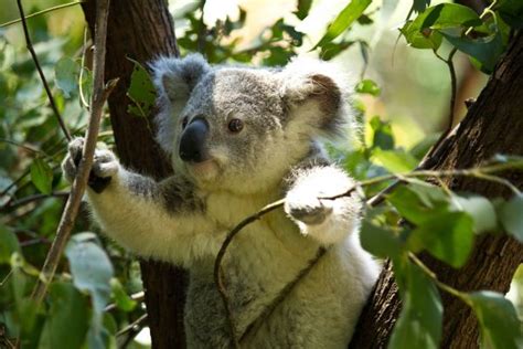 Banco de imagens árvore ramo animais selvagens jardim zoológico