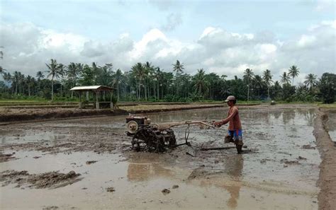 Jatah Pupuk Bersubsidi Untuk Banyuwangi Turun Drastis Kok Bisa