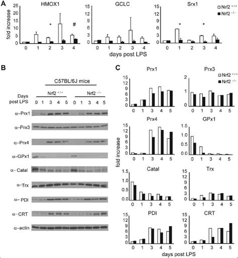 Altered Antioxidant Responses In Differentiating B Cells Lacking Nrf