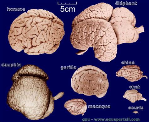 Cerveau D Finition Et Explications