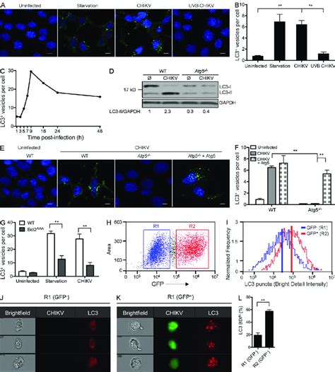 Autophagosome Induction Within Chikv Infected Cells A And B Wt Mefs