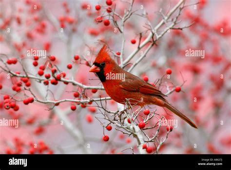 Male Northern Cardinal In Hawthorn Tree Stock Photo Alamy