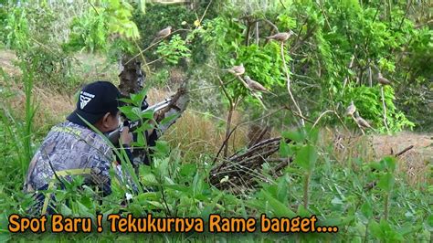 Ketemu Spot Baru Yang Masih Melimpah Berburu Tekukur Jarak Jauh