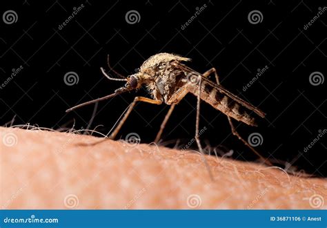 Bloodsucker Mosquito On Human Skin Low Point Of View Stock Photo