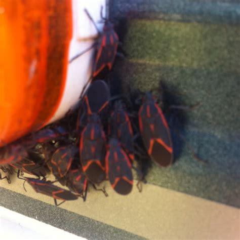 Boxelder Bug Project Noah