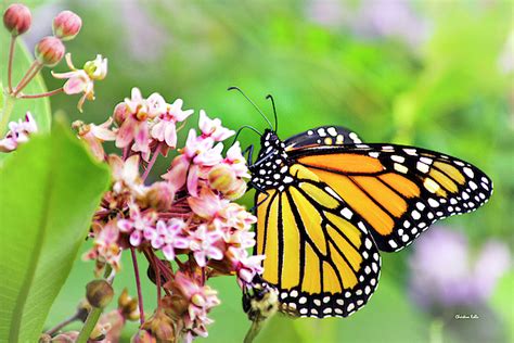 Colorful Monarch Butterfly Beach Sheet By Christina Rollo Pixels