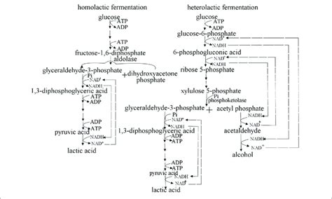 | Homolactic fermentation and heterolactic fermentation. Lactococcus ...