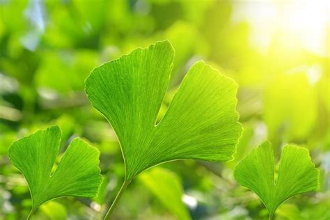 Macérat De Bourgeon De Ginkgo Biloba Bienfaits En Gemmothérapie France Minéraux