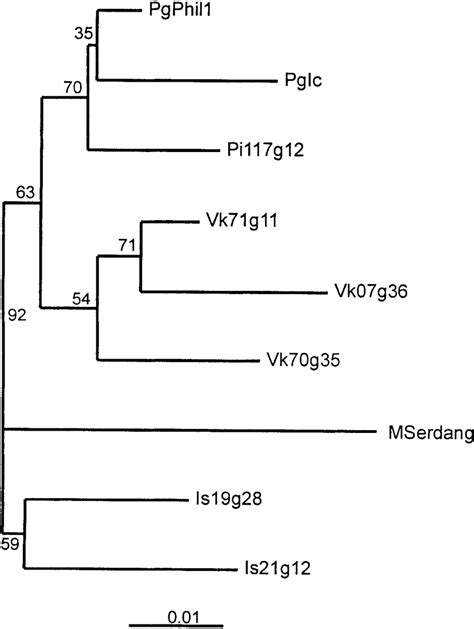 Parsimony Tree For Nucleotide Sequence Alignments For Intergenic Region