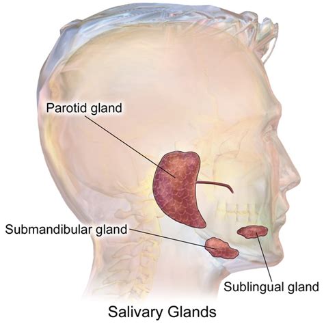 What Is The Difference Between Parotid Submandibular And Sublingual