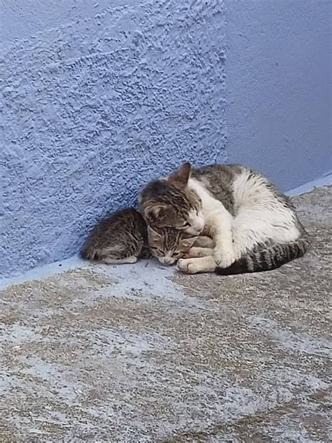 Is it normal for male cat care for a kitten like he is the mother : r/cats