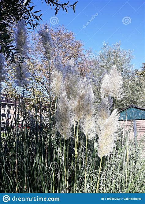 Selloana Del Cortaderia Conocido Como Hierba De Pampa Familia Poaceae