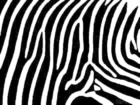 FREE 15 Zebra Patterns In PAT Vector EPS