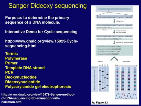 PPT - Sanger Dideoxy sequencing PowerPoint Presentation, free download ...