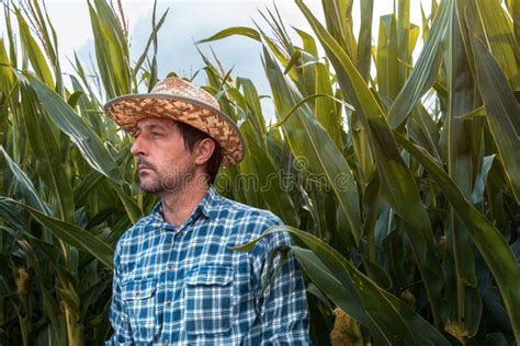 Retrato Grave Do Produtor De Milho No Campo Cultivado Olhando Para A