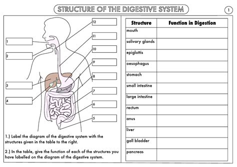 Amoeba Sisters Digestive System Worksheet