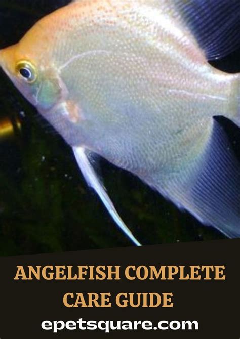 Gold Gourami Complete Care Guide Artofit