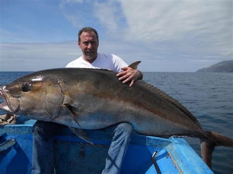 amberjack facts habitat diet life cycle pictures